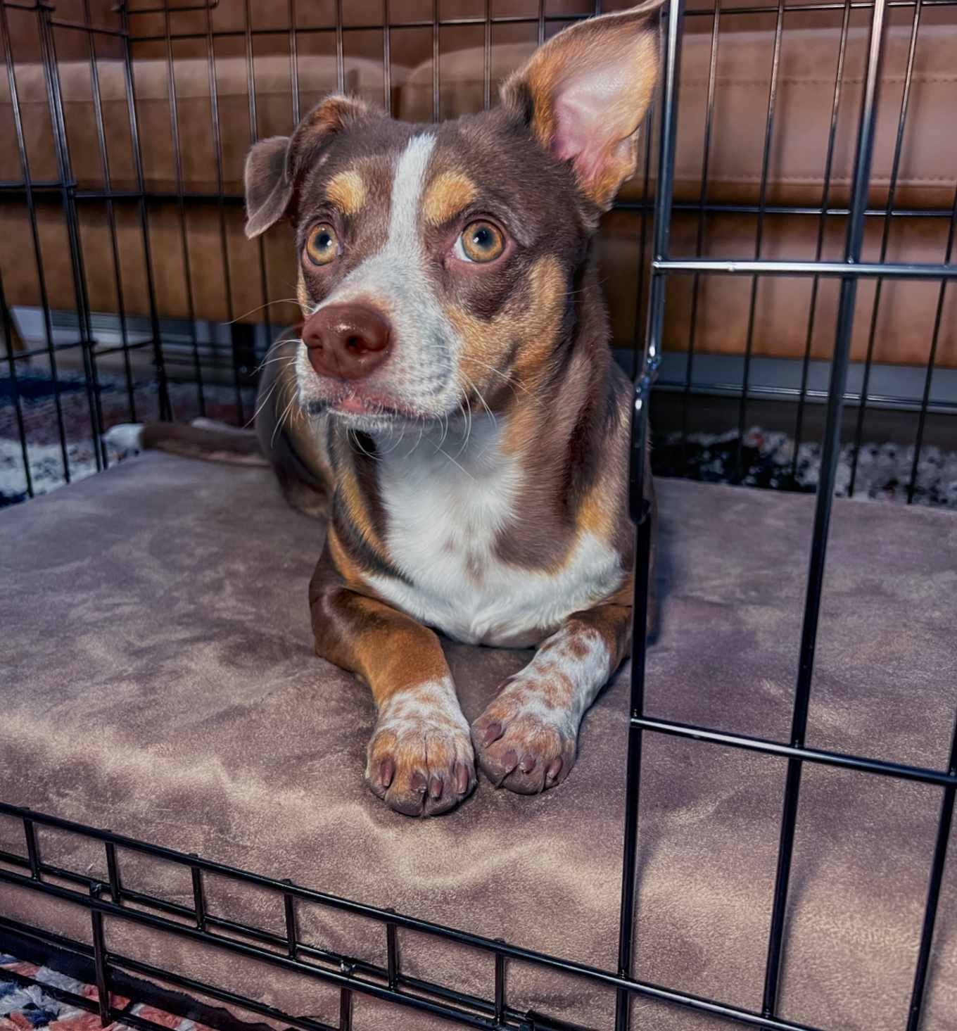 Big Barker - Big Barker 4" Orthopedic Crate Bed - Small / Cordura