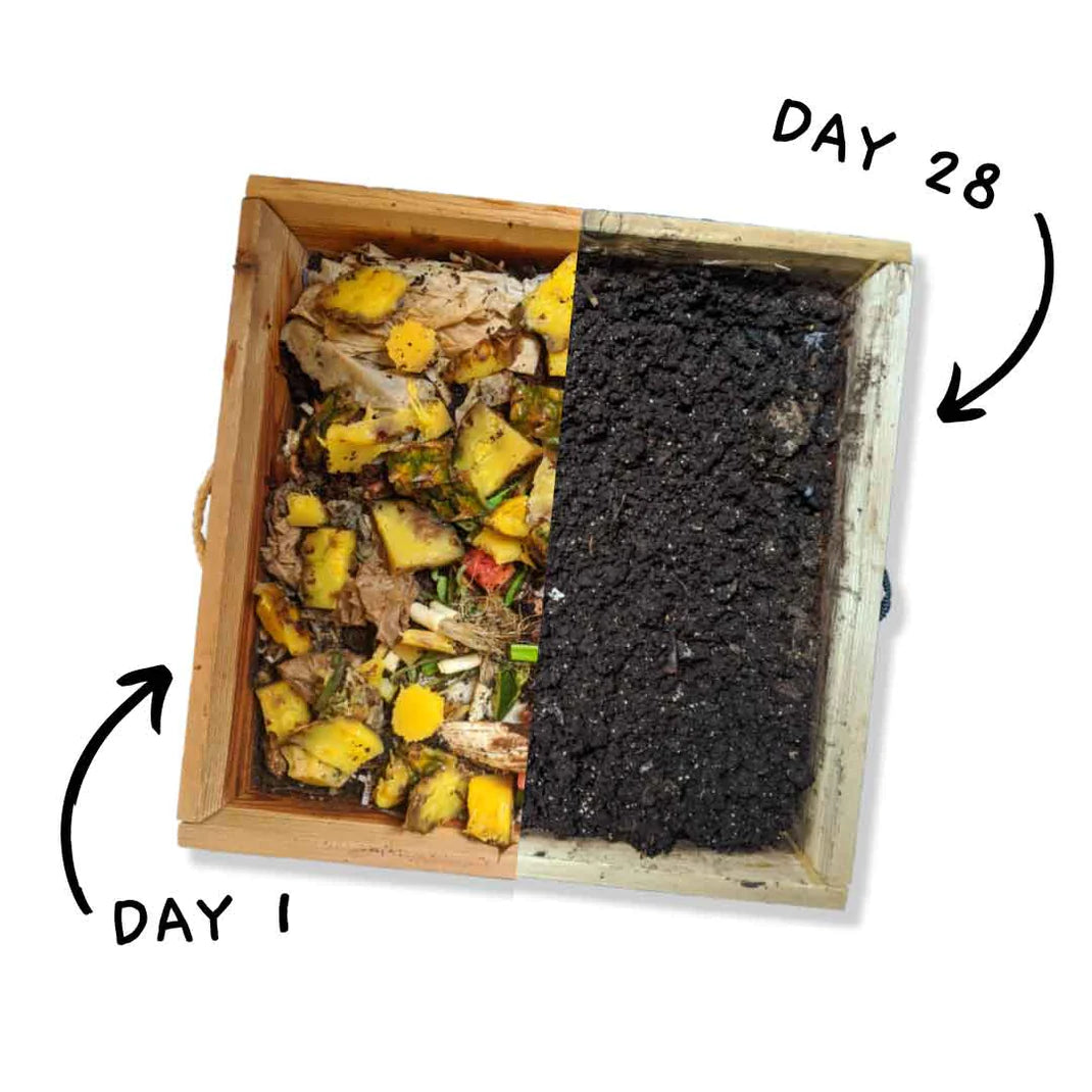 Day 3: Transform Your Kitchen Scraps into Garden Gold