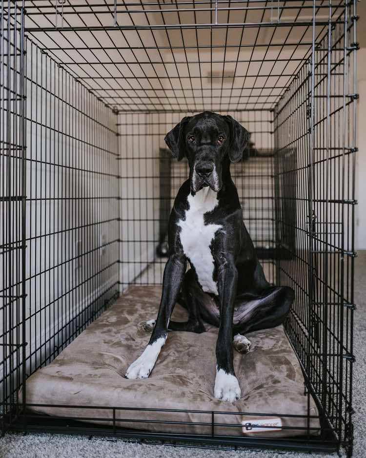 Big Barker - Big Barker 4" Orthopedic Crate Bed - Large / Cordura