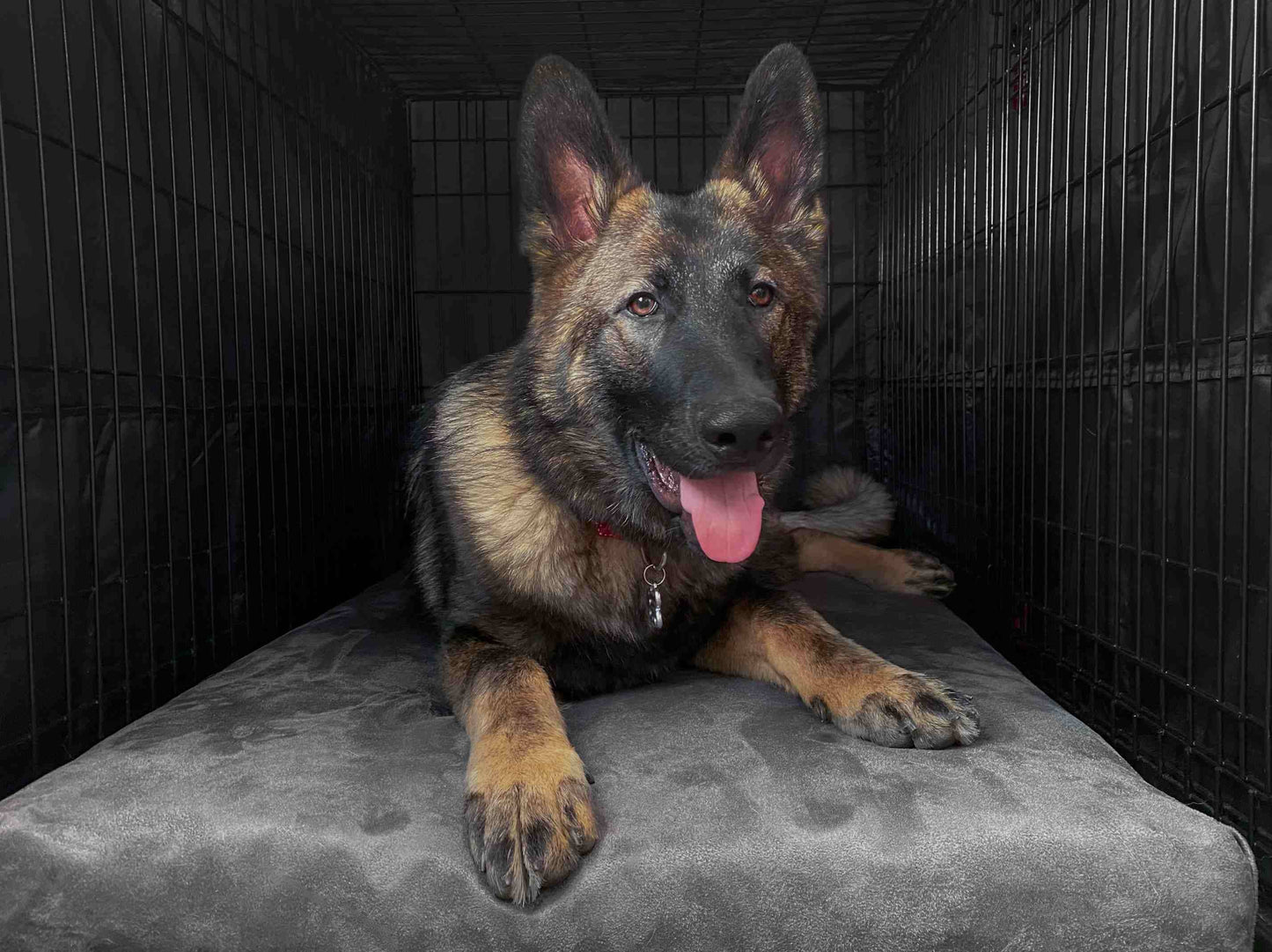Big Barker - Big Barker 4" Orthopedic Crate Bed - Large / Cordura