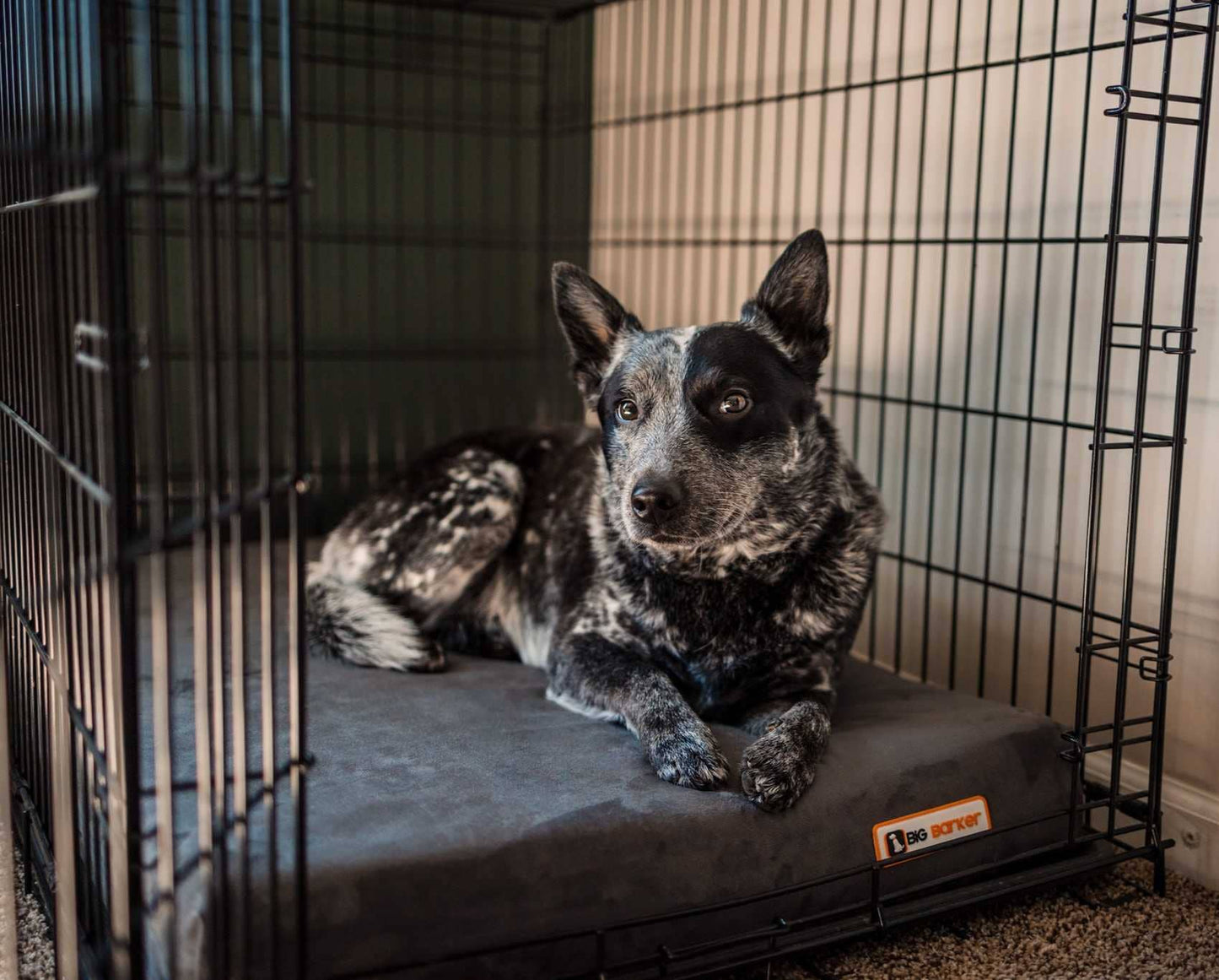 Big Barker - Big Barker 4" Orthopedic Crate Bed - Large / Cordura