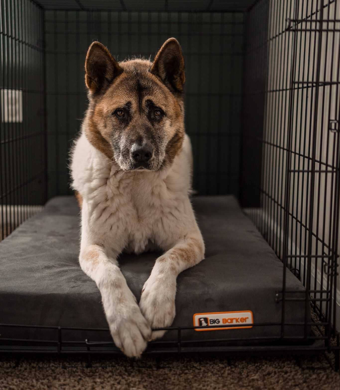 Big Barker - Big Barker 4" Orthopedic Crate Bed - Large / Cordura