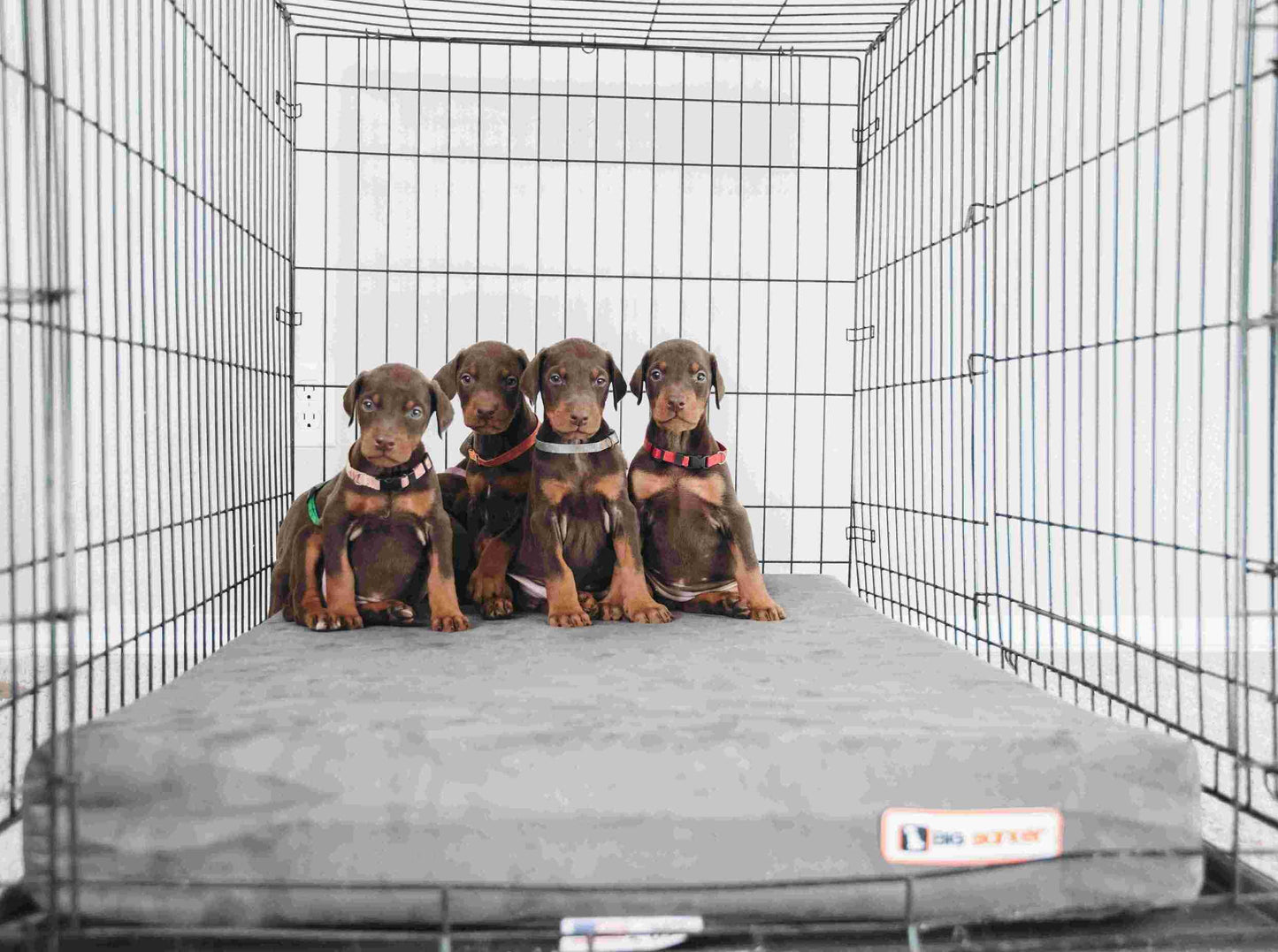 Big Barker - Big Barker 4" Orthopedic Crate Bed - Large / Cordura